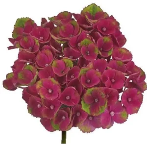 Hortensia Ceris/lime 60-70cm