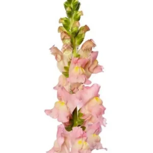 Lejongap rosa 60cm