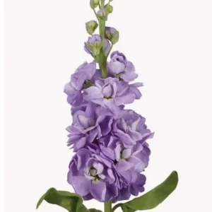 Lövkoja lila 50cm