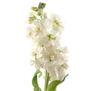 Lövkoja vit 50cm