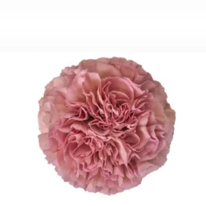 Nejlika rosa 50-60 cm
