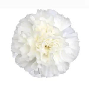 Nejlika vit 50-60 cm