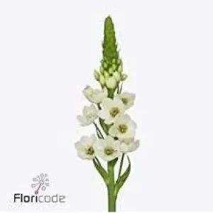Ornithogalum vit 50cm