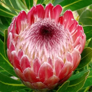 Protea rosa-cerise 50-60cm