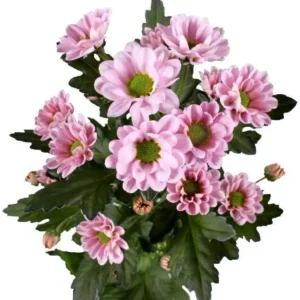 Santini rosa 50-60cm